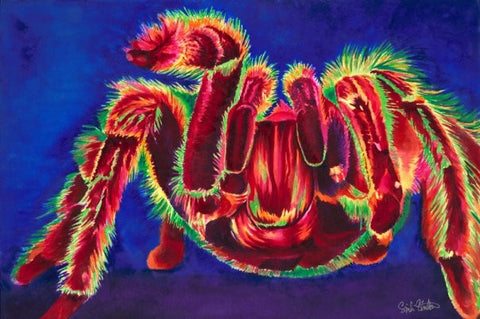 Spidey: Signed Print from original watercolor tarantula spider painting.